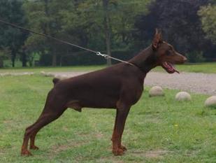 Dobergaarden Forever Orlando Dobergaarden Forever Orlando