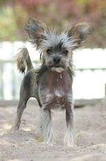 Tirlittan Columbo Brown Tirlittan Columbo Brown