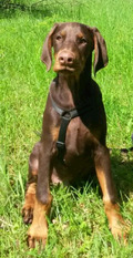 Brown Ares vom Seckachtal Brown Ares vom Seckachtal