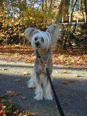Cute And Crazy Amadeus Cute And Crazy Amadeus