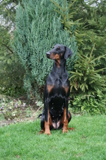 Amy (NHSB 2592129) Amy (NHSB 2592129)