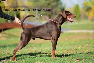 Dionis di Diwinum Dionis di Diwinum