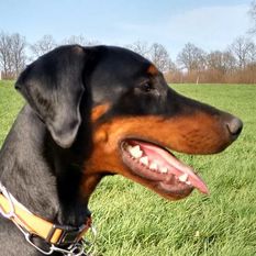 Finley vom Niebelungenring Finley vom Niebelungenring