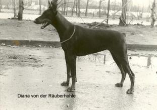 Diana von der Räuberhöhle Diana von der Räuberhöhle