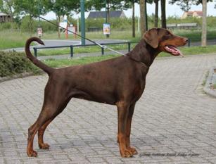 Grande Noblesse Anouk Anika Grande Noblesse Anouk Anika