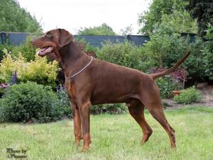 Grande Noblesse Amazing Argo Grande Noblesse Amazing Argo