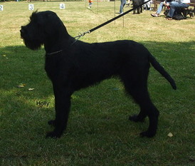 Holly von der Blütenstadt Orsoy Holly von der Blütenstadt Orsoy