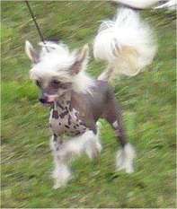 Blondi Oliwskie Grzywy Blondi Oliwskie Grzywy