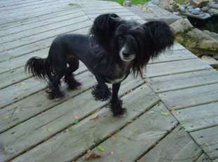Creekside's Kameo Flit'n Flirt Creekside's Kameo Flit'n Flirt