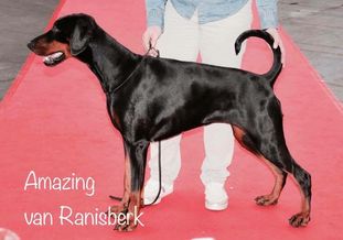 Amazing van Ranisberk Amazing van Ranisberk