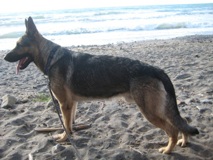 Caspar vom Wolfsgift Caspar vom Wolfsgift