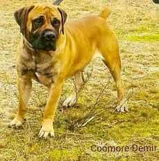 Coomore Demir Coomore Demir