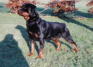 Hurbie van de Runderkraal Hurbie van de Runderkraal