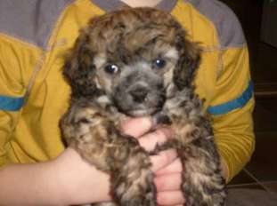 Bamse Bamse