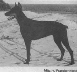 Mitzi vom Franckenhorst Mitzi vom Franckenhorst