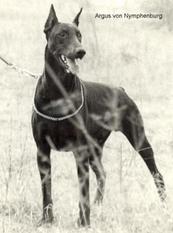 Argus von derNymphenburg Argus von derNymphenburg