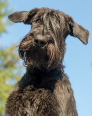 Coco Chanel vom Stolzenstern Coco Chanel vom Stolzenstern