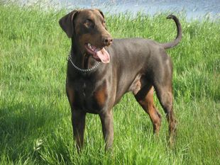 Choco Caine van Anamdra Choco Caine van Anamdra