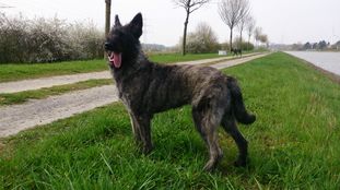 Hasenhirsch Foxi Hasenhirsch Foxi