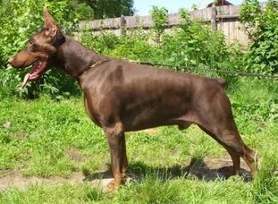 Ginger-Grant De Grande Vinko Ginger-Grant De Grande Vinko