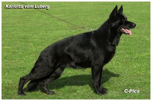 Karlotta vom Luberg Karlotta vom Luberg