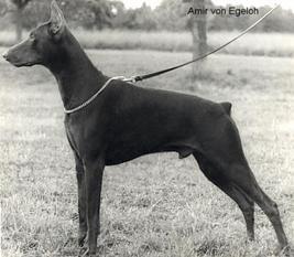 Amir von Egeloh Amir von Egeloh