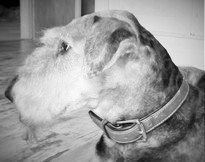 Blue Balou vom Kurpfalzring Blue Balou vom Kurpfalzring