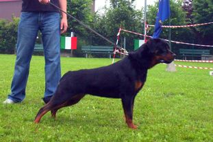 Cristel(LOI 05/136368) Cristel(LOI 05/136368)