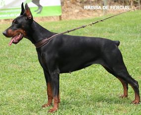 Raissa de Fercus Raissa de Fercus