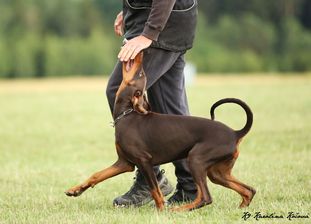 Funny European K9 training base Funny European K9 training base