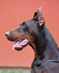 Zethus von Schwarze Kraft Zethus von Schwarze Kraft