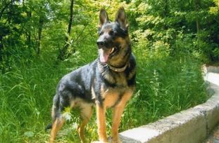 SANDRA (Kurchev) SANDRA (Kurchev)
