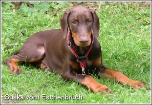 Suska vom Eschenbruch Suska vom Eschenbruch