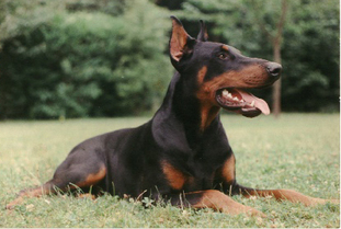 Duke Drauzio von Rauberstolz Duke Drauzio von Rauberstolz