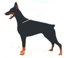 Ebony van Norden Stamm Ebony van Norden Stamm