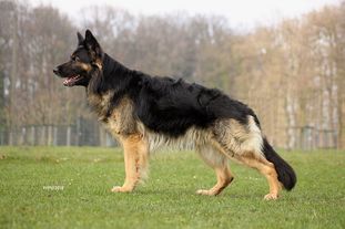 Draco von der Nibelungenburg Draco von der Nibelungenburg