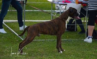 Aristocrat zur Alten Bückeburg Aristocrat zur Alten Bückeburg