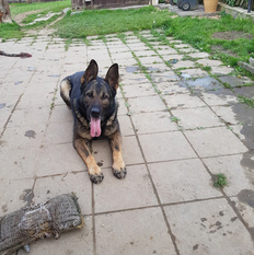 Chango von der Glacis Chango von der Glacis