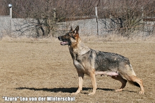 Lea von der Winterschal Lea von der Winterschal