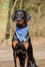Dobergaarden Forever Damian Dobergaarden Forever Damian