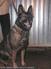 Luna Baykot RKF R1617131 Luna Baykot RKF R1617131