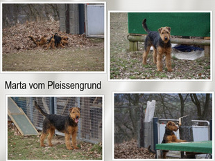 Marta vom Pleissengrund Marta vom Pleissengrund