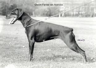 Gravin Farina van Avendia Gravin Farina van Avendia