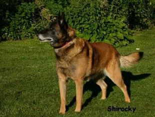 Stenholdt Ikaros Stenholdt Ikaros