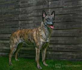 Danah (VDH 11/171R00183) Danah (VDH 11/171R00183)