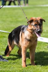 Bellatrix von Nifelsheim Bellatrix von Nifelsheim
