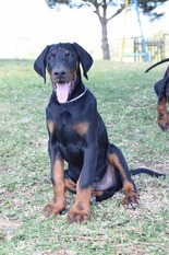 Dei Gloria Doberville Dragonheart Dei Gloria Doberville Dragonheart