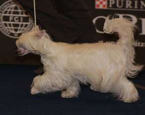 Ginette Sorraia Pazzda Ginette Sorraia Pazzda