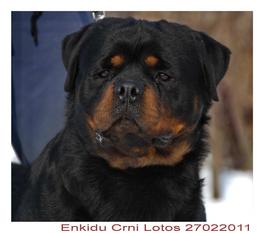 Enkidu Crni Lotos Enkidu Crni Lotos