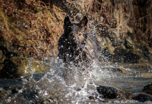 Angel vom Sternbild Wolf Angel vom Sternbild Wolf